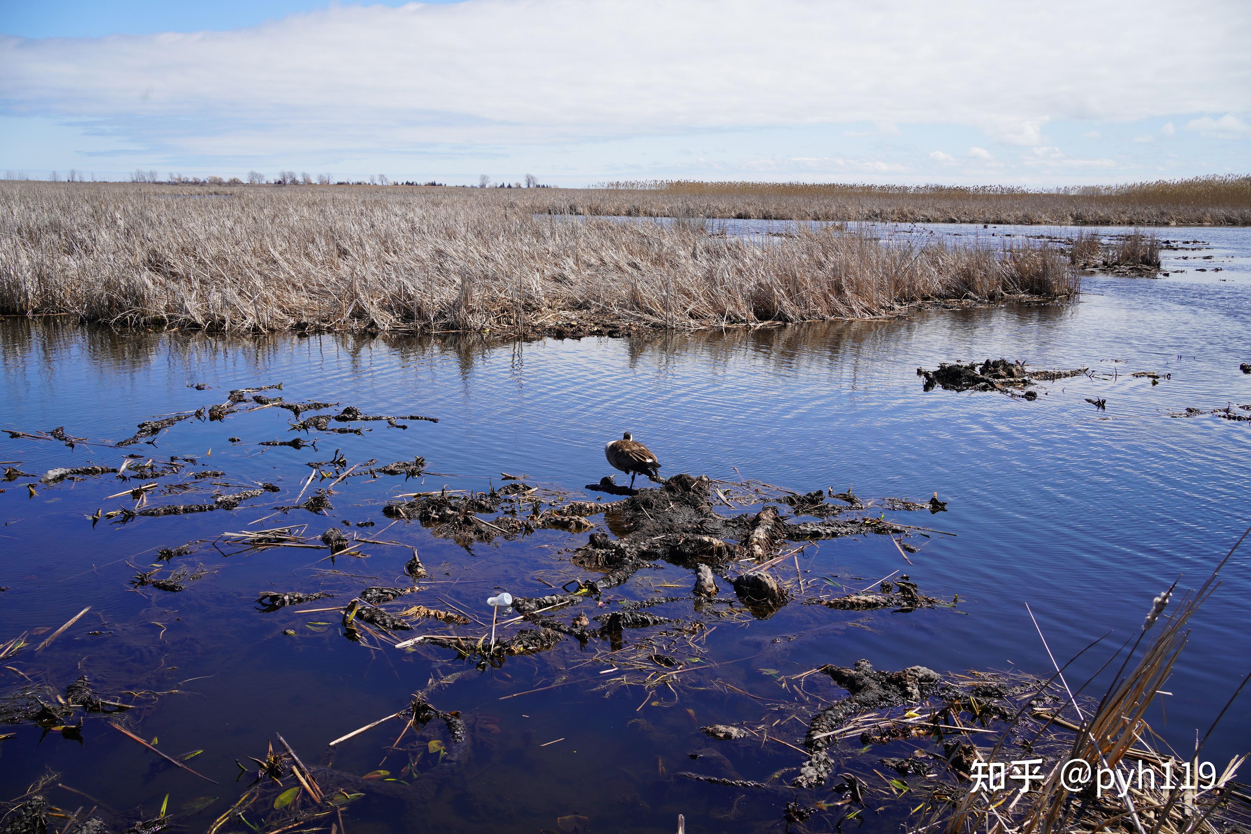 绿水湖畔的黑沼泽皮利角国家公园