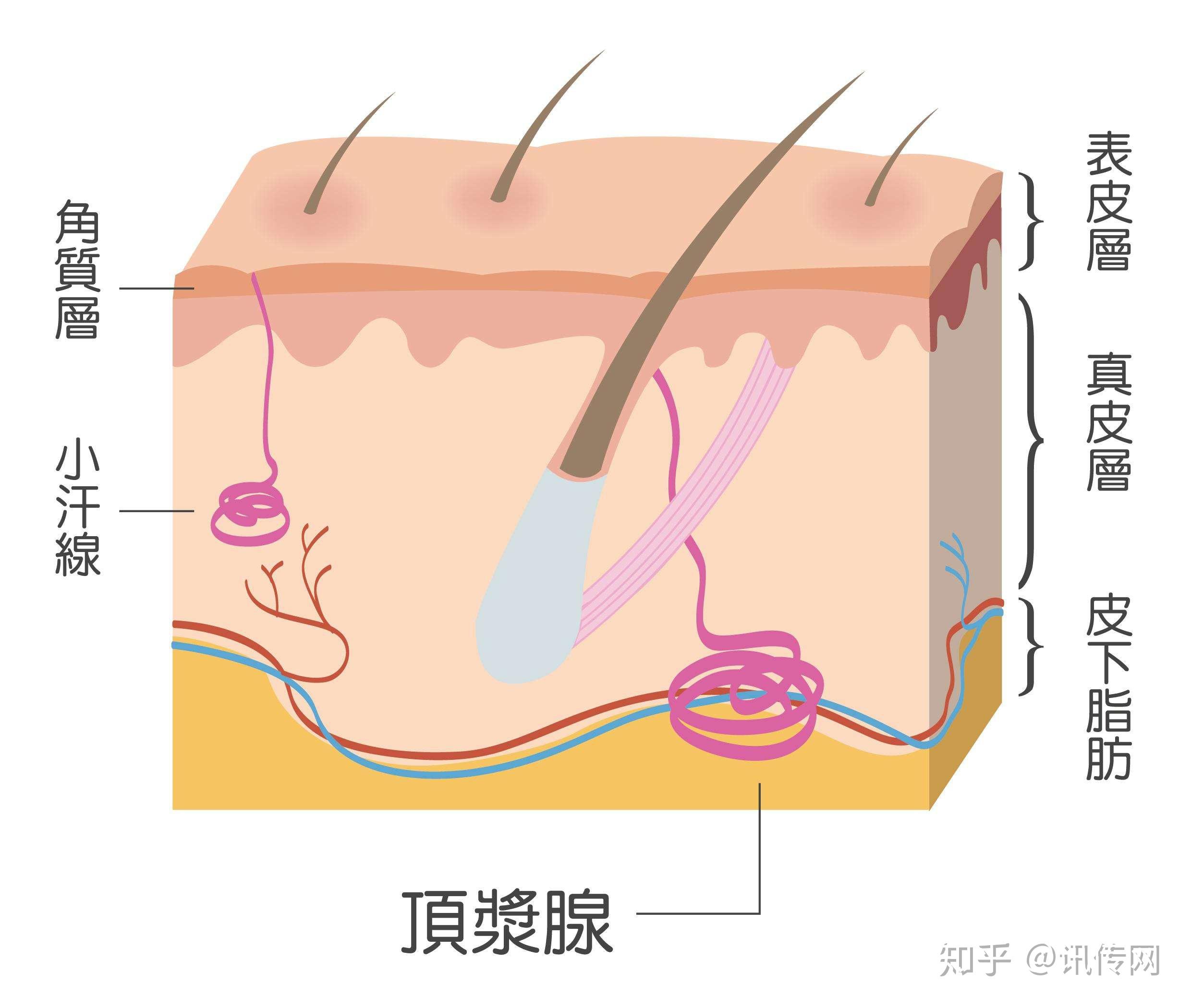 关于"狐臭"你不知道的几个小知识
