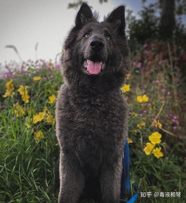 德国牧羊犬都有哪些毛色