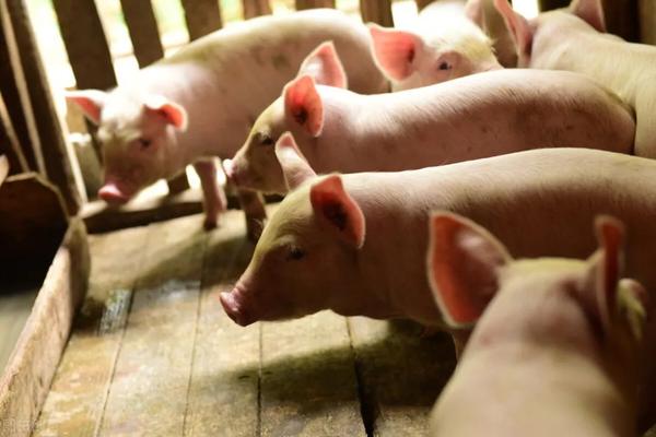 养殖母猪的4大要点,别再弄错了,做好了养猪更轻松 - 知乎