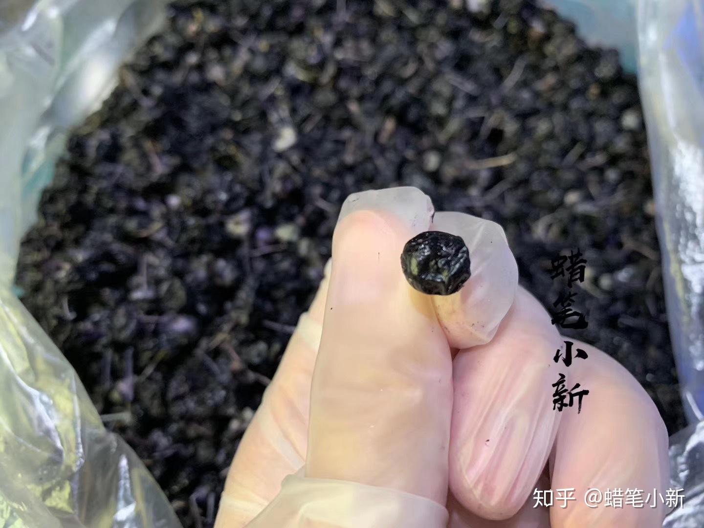 如何辨别黑枸杞的真假黑枸杞产地哪里最好黑枸杞的价格多少钱一斤？ - 知乎