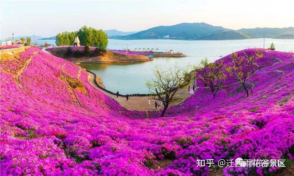 唐山市遷西縣,坐落在美麗的慄鄉湖畔,是一個以花海為特色的精品小景區