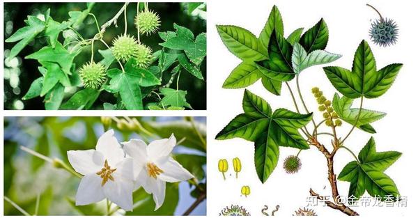 太材斟受矾(82)—液芦框(Storax balsam) 知乎