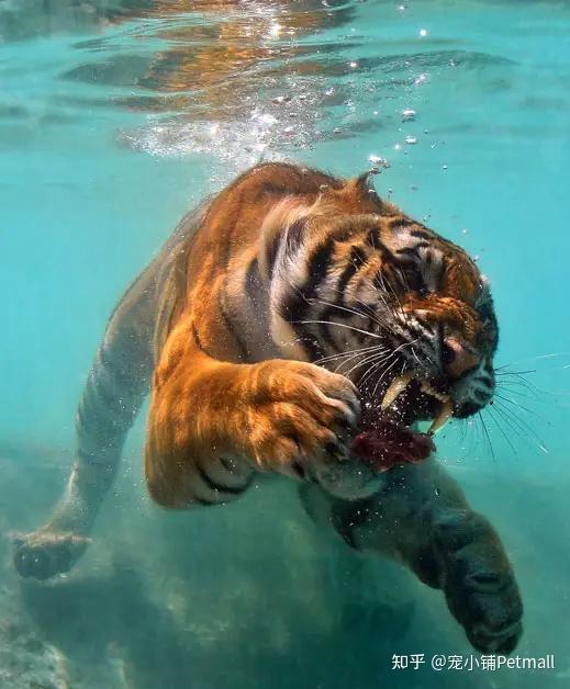 原来猫会游泳
