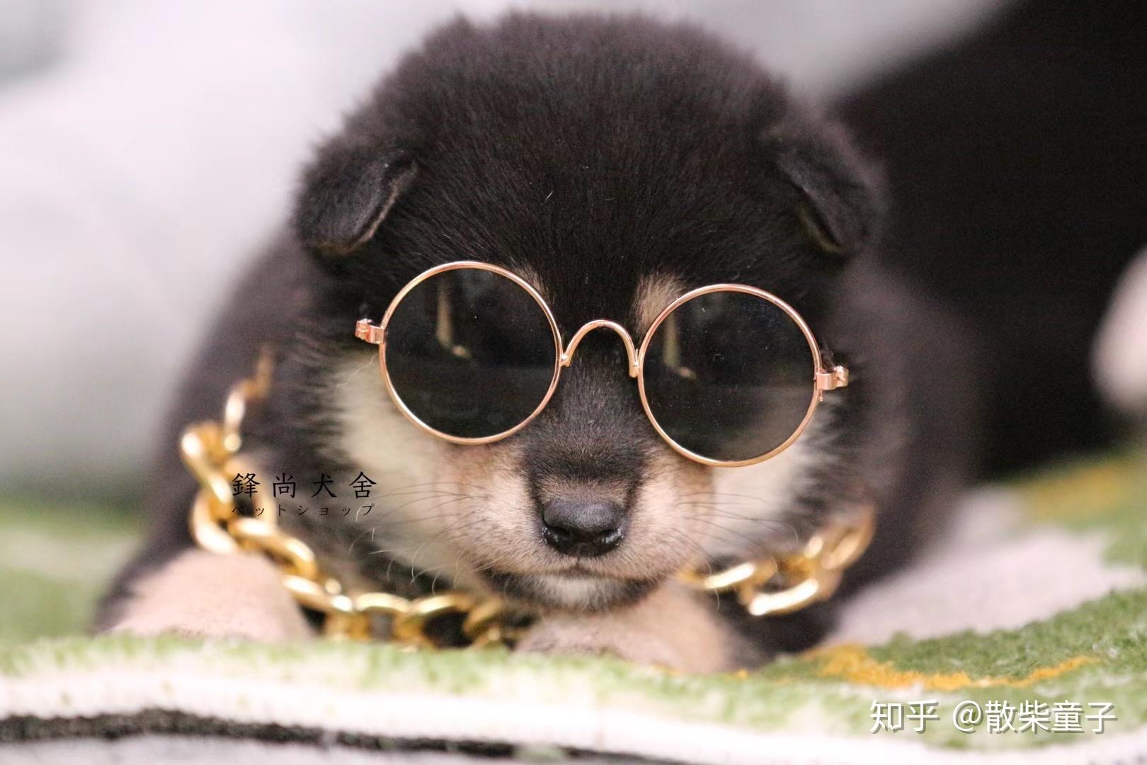 表情包大饼脸柴犬难买吗网红同款柴犬多少钱