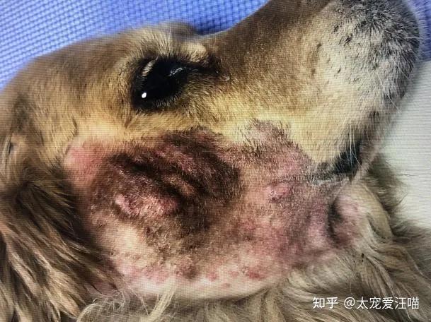 过敏性皮炎混感真菌丨 太宠爱理赔案例 扬州市邗江区哆哆宠物医院