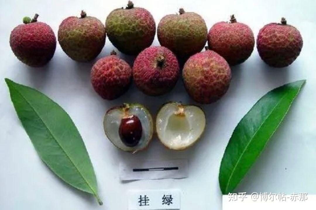 最贵的水果—增城挂绿荔枝 - 知乎