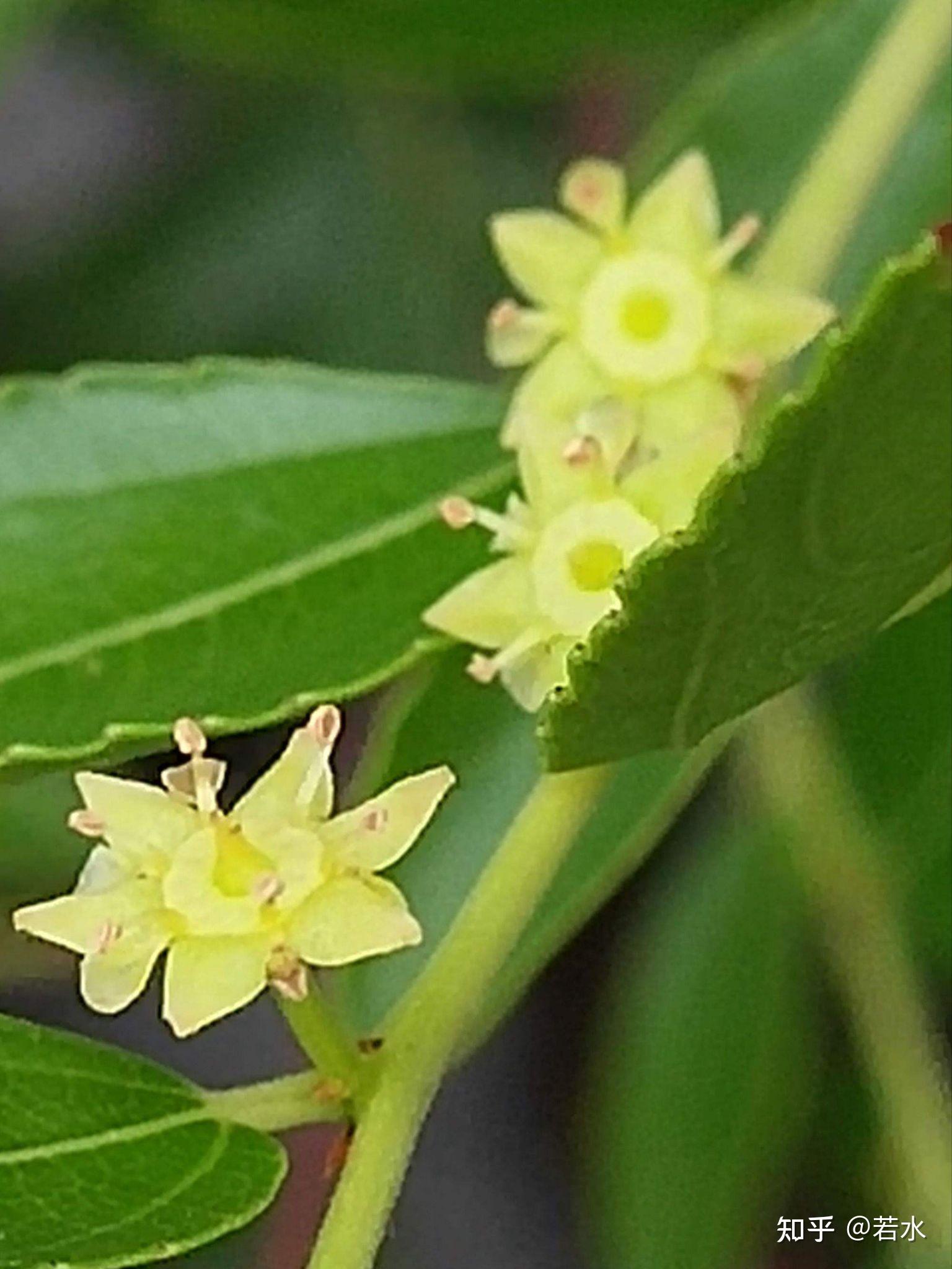 噗簌之间酿新蜜 枣花 - 知乎