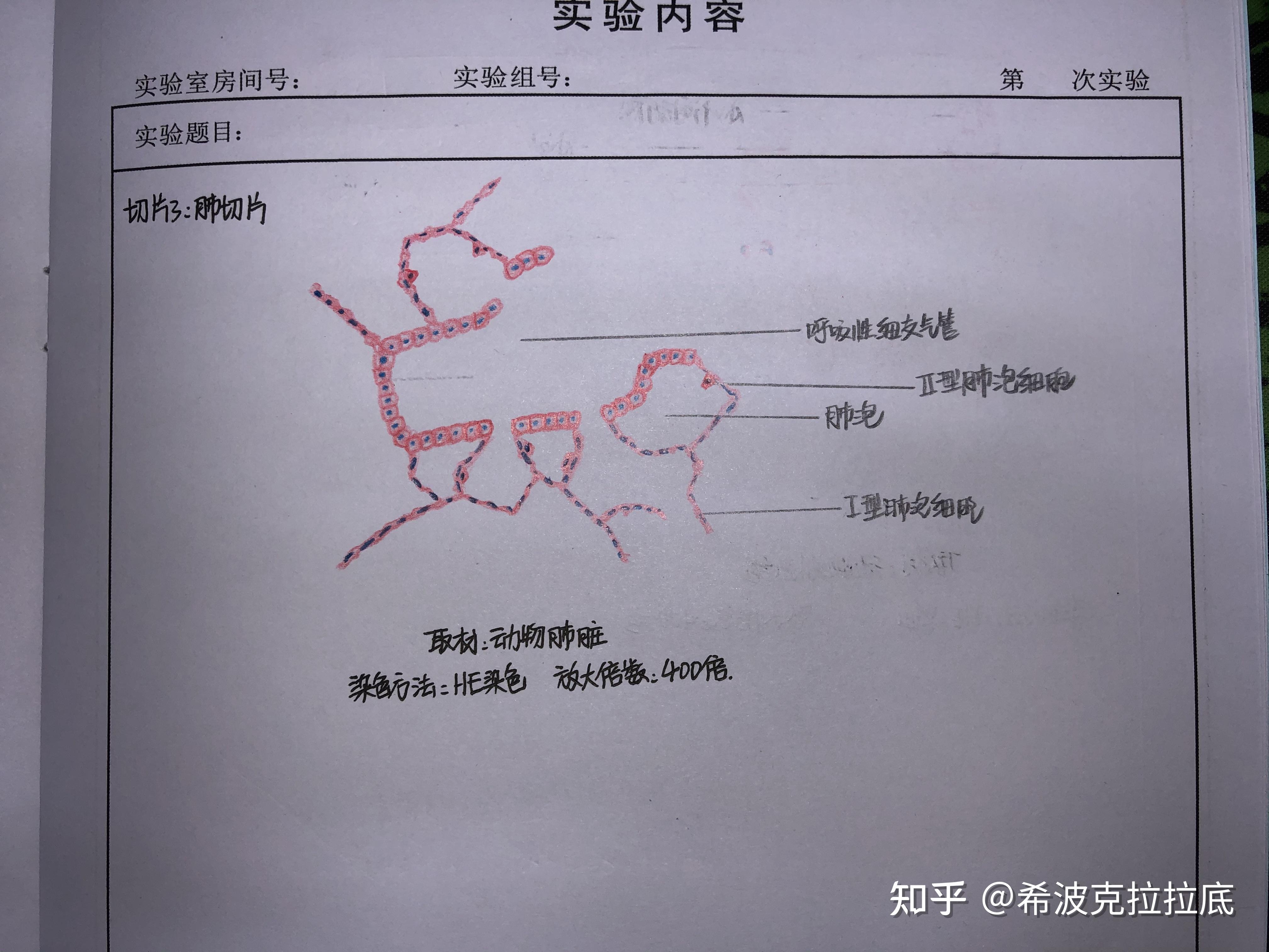 肾脏切片甲状腺切片卵巢切片睾丸切片小脑皮质角膜视网膜内耳螺旋体