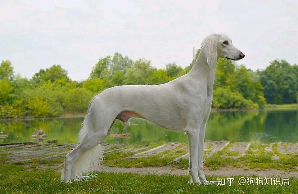 中国“6大猎犬”,很多人还不认识,几乎濒临灭绝 - 知乎