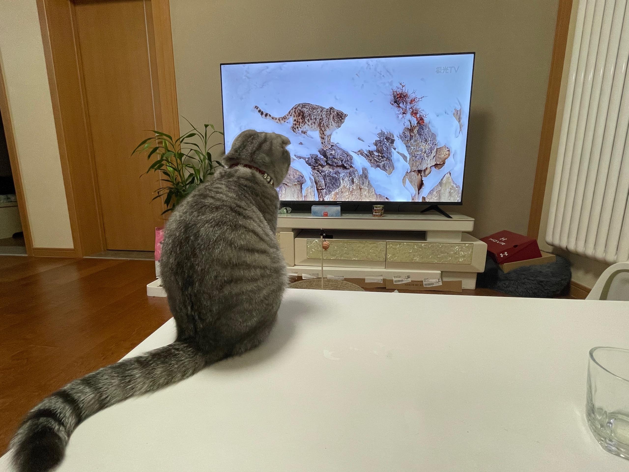 猫咪能看电视能看懂到什么水平? - 知乎