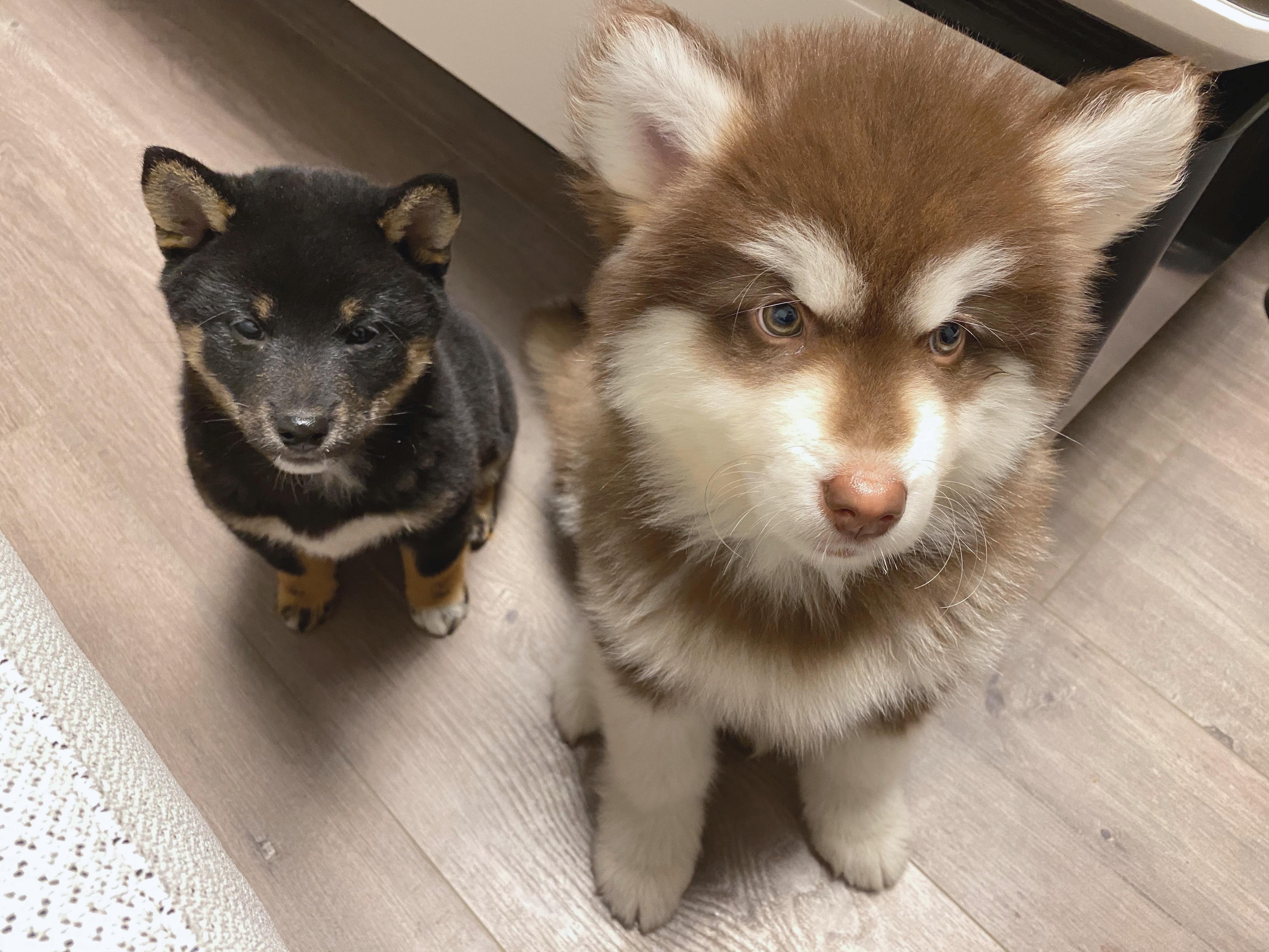 养一只柴犬和阿拉斯加是什么体验