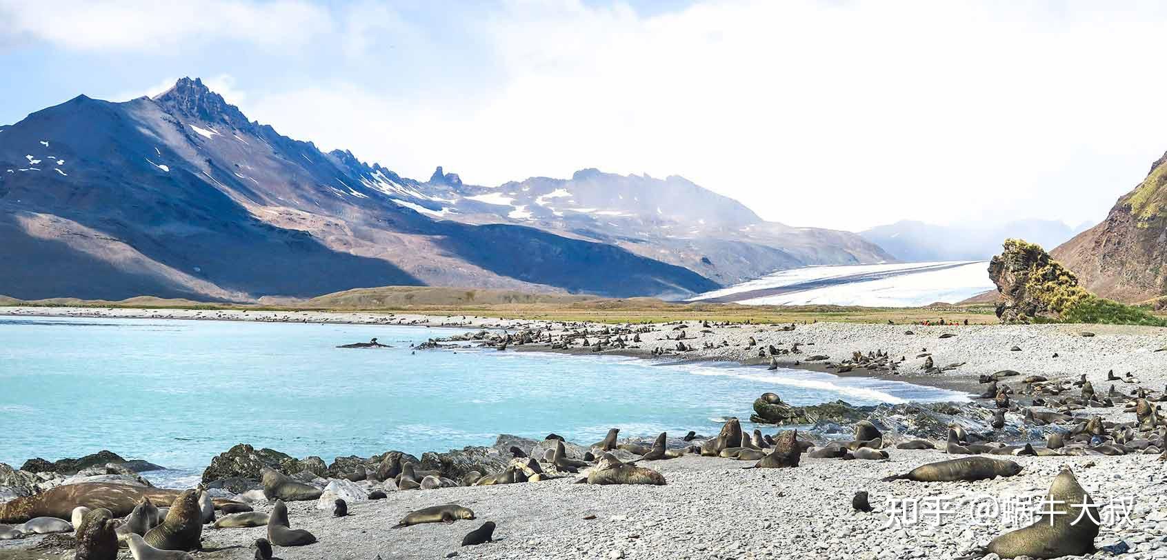 南乔治亚岛:南极野生动物观赏 - 知乎