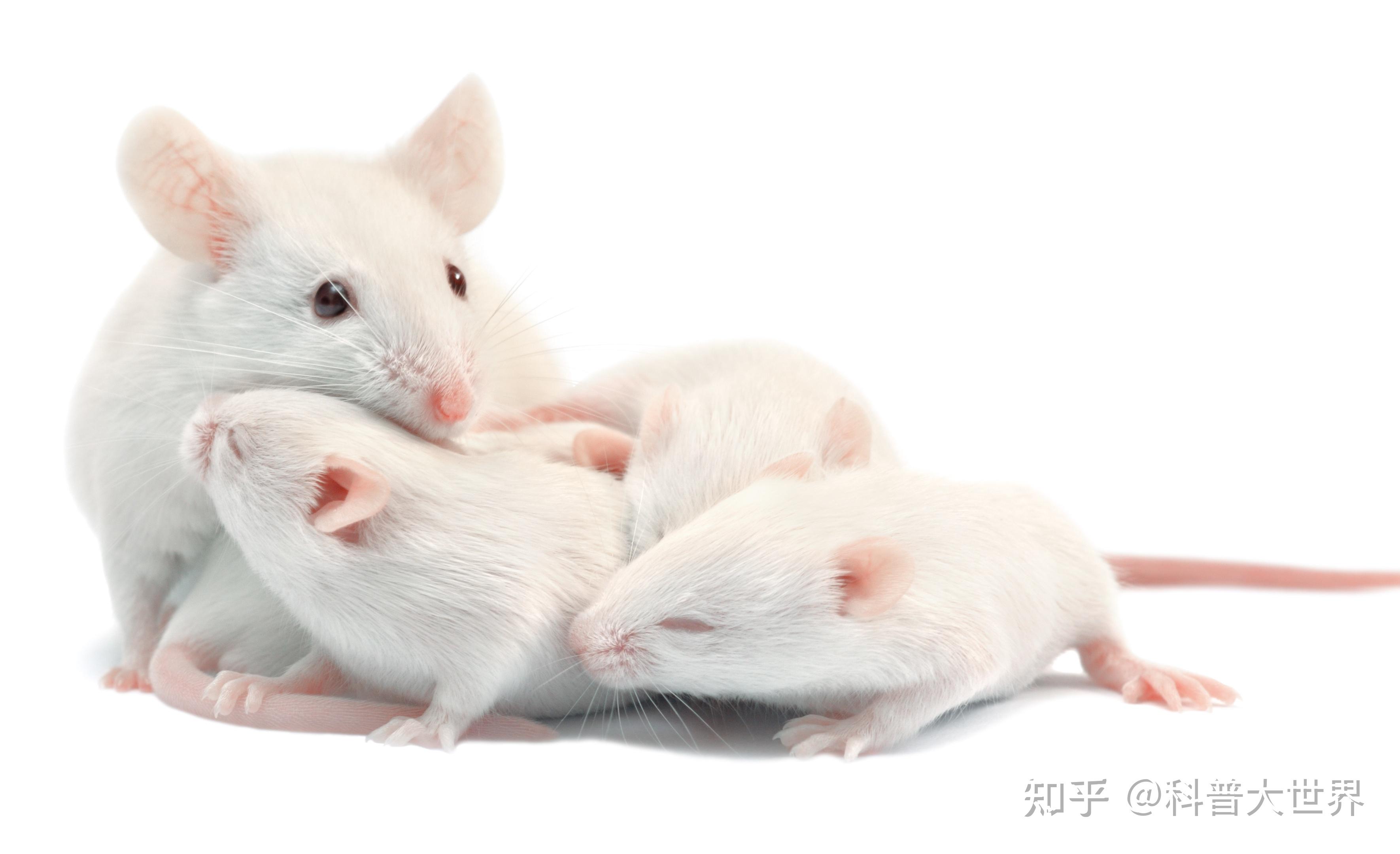 如果有子宫,男人也能生孩子吗?我国科学家用动物试验后成功产仔