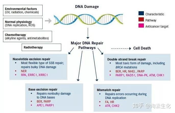 DNA损伤修复揭示抗癌新疗法【内含福利】 - 知乎