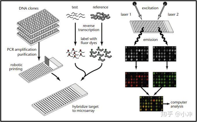Gcdc Microarray 组学方法与数据分析——cDNA microarray(基础篇) - 知乎