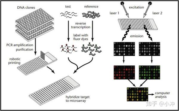 组学方法与数据分析——cDNA Microarray（基础篇） - 知乎