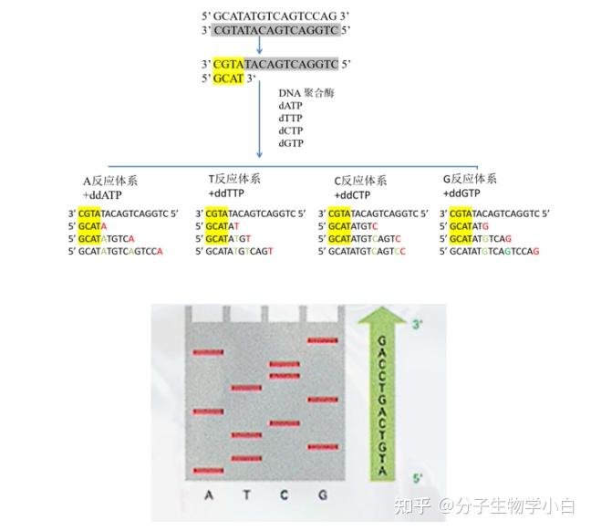 新手小白—一文搞懂DNA测序技术的原理(Sanger双脱氧法测序、ILLUMINA测序) - 知乎
