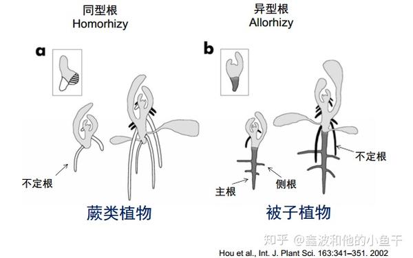 植物根系发育的分子调控 根的次生结构 桃丽网