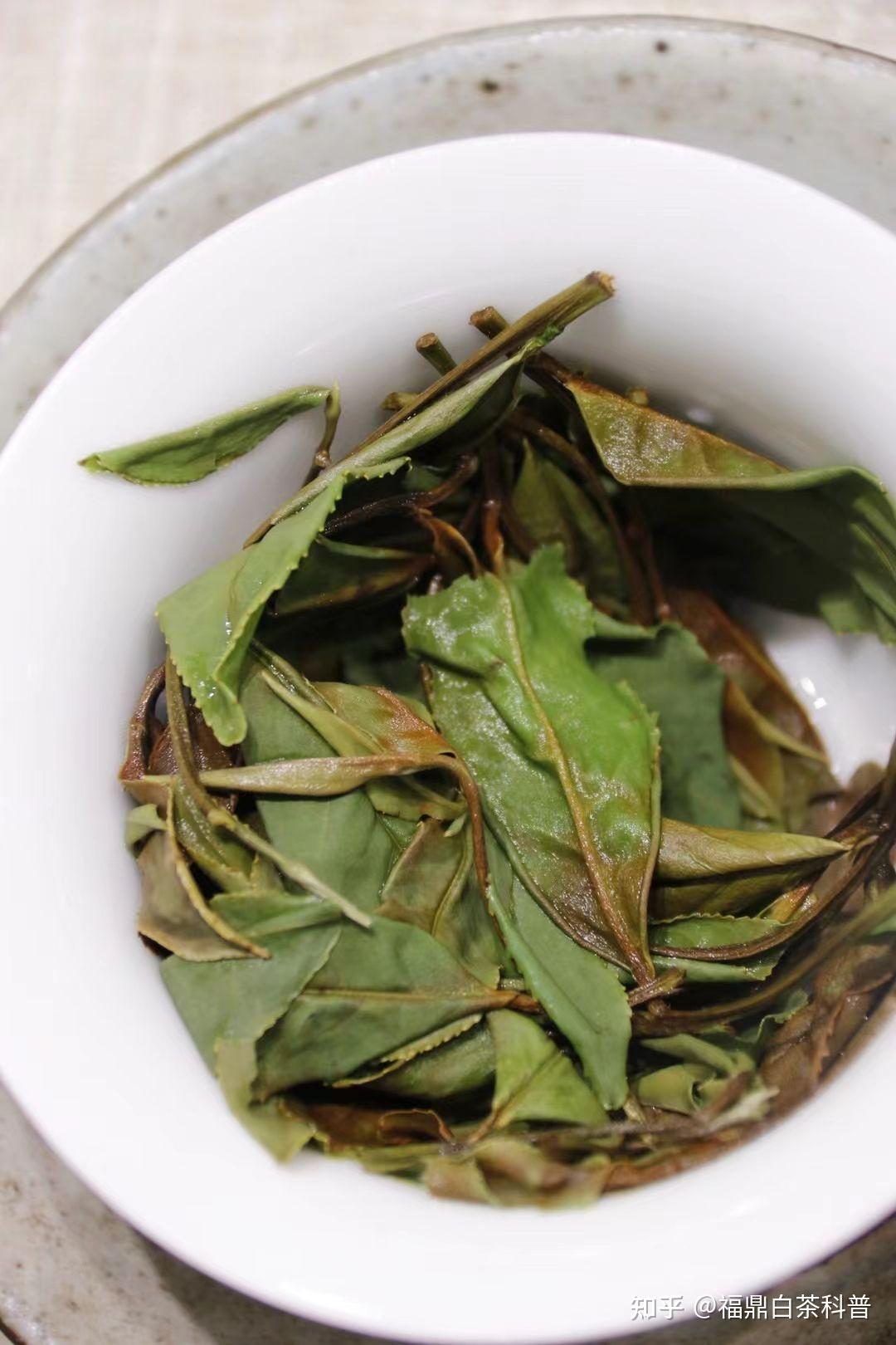 福鼎白茶之白露茶