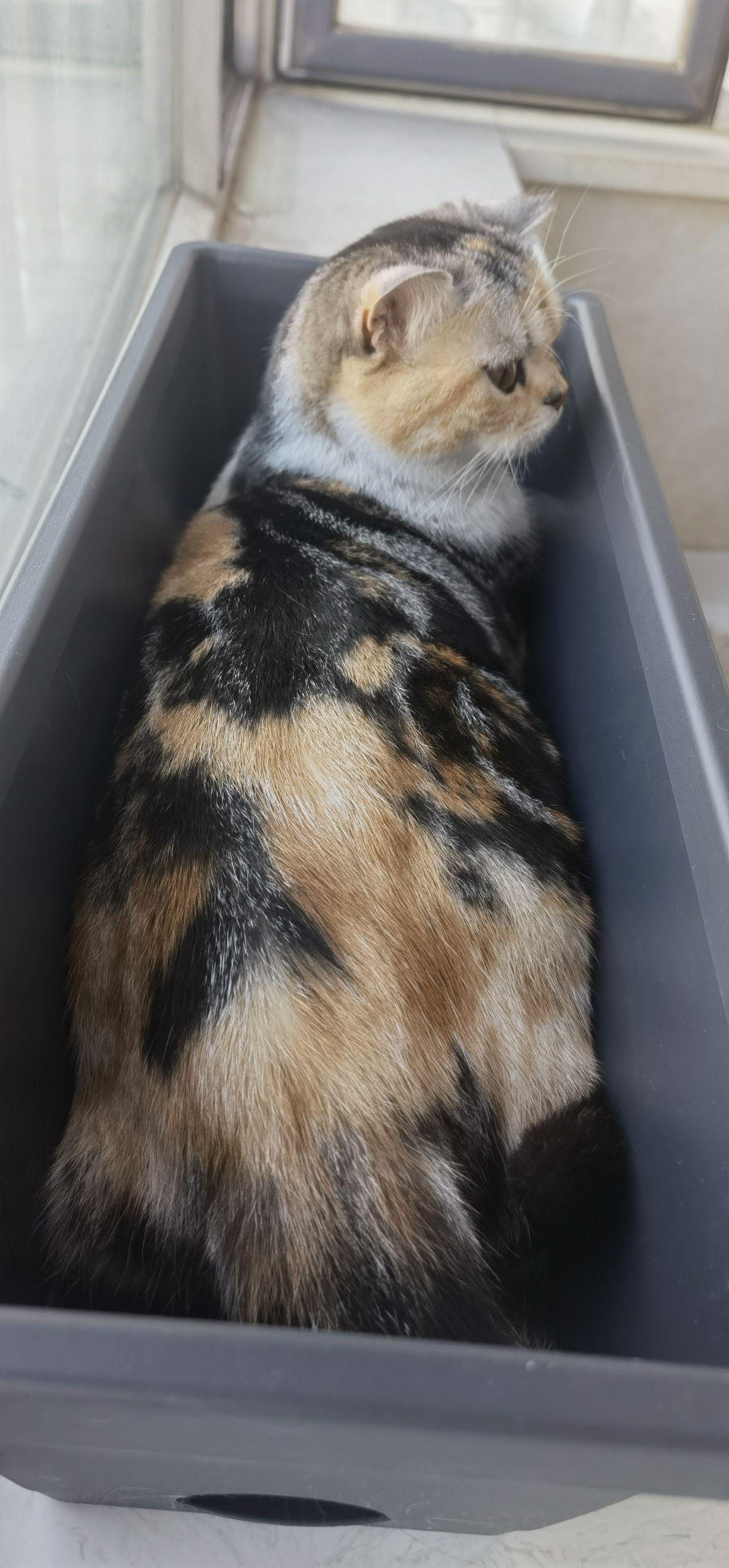 是否存在三花美短这种品种