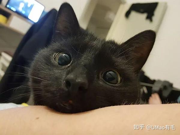 橘猫胖 奶牛猫二 黑猫闭眼都一样 是真相还是刻板印象 知乎