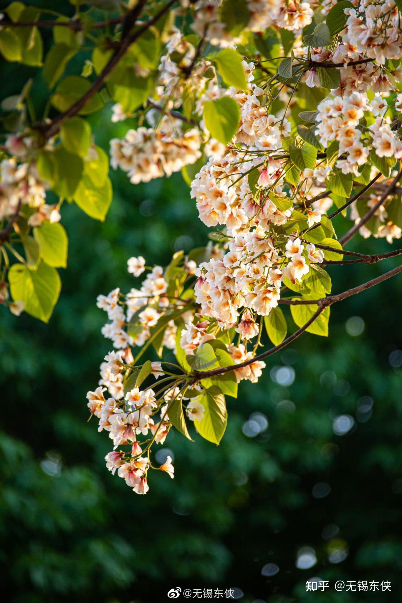 最美人间四月天油桐花开