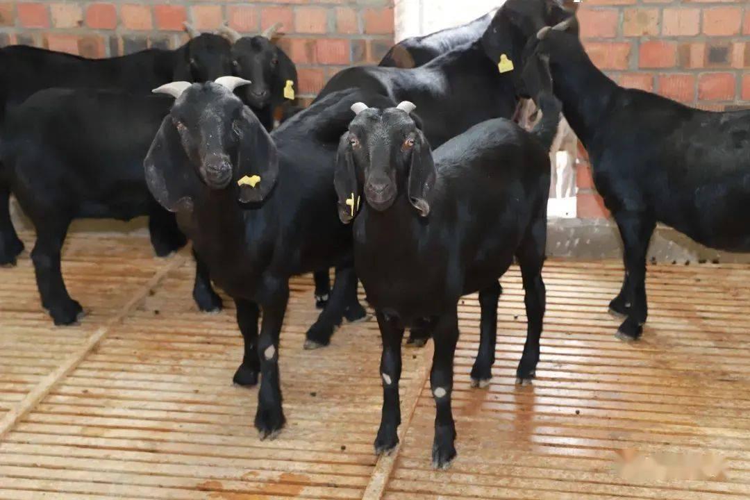 我市破题"有优势农产品,无优势品牌"的产业瓶颈,加强简州大耳羊品种