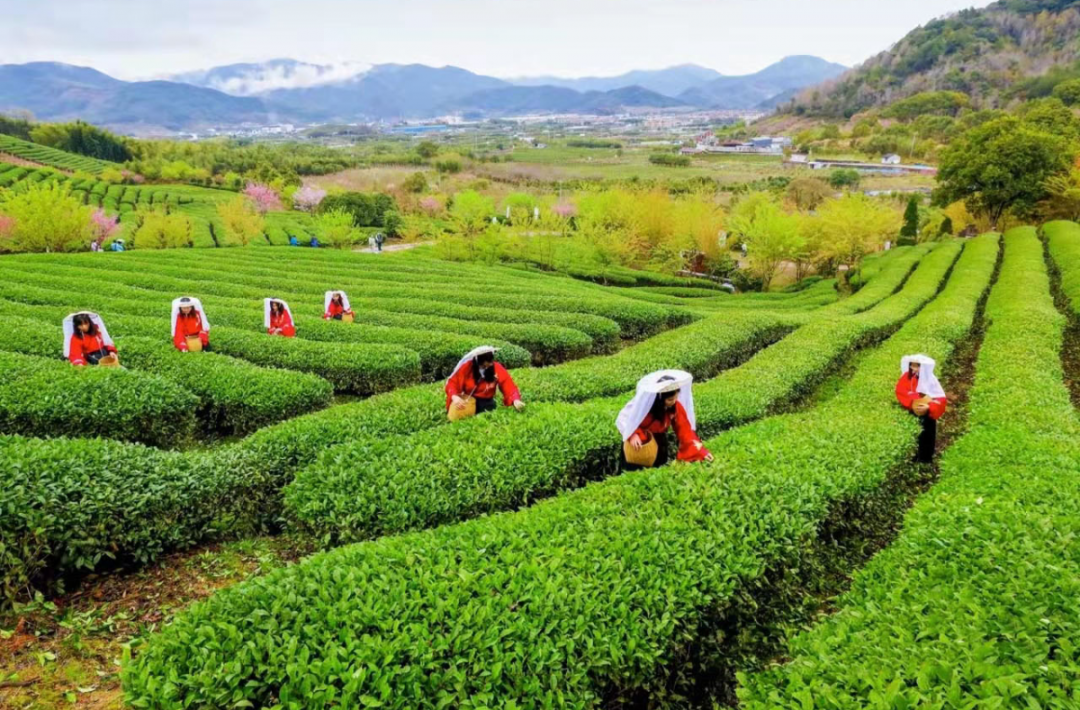 在晴朗的天氣下顯得格外美好77在這樣的環境下采摘出來的茶葉再辛苦