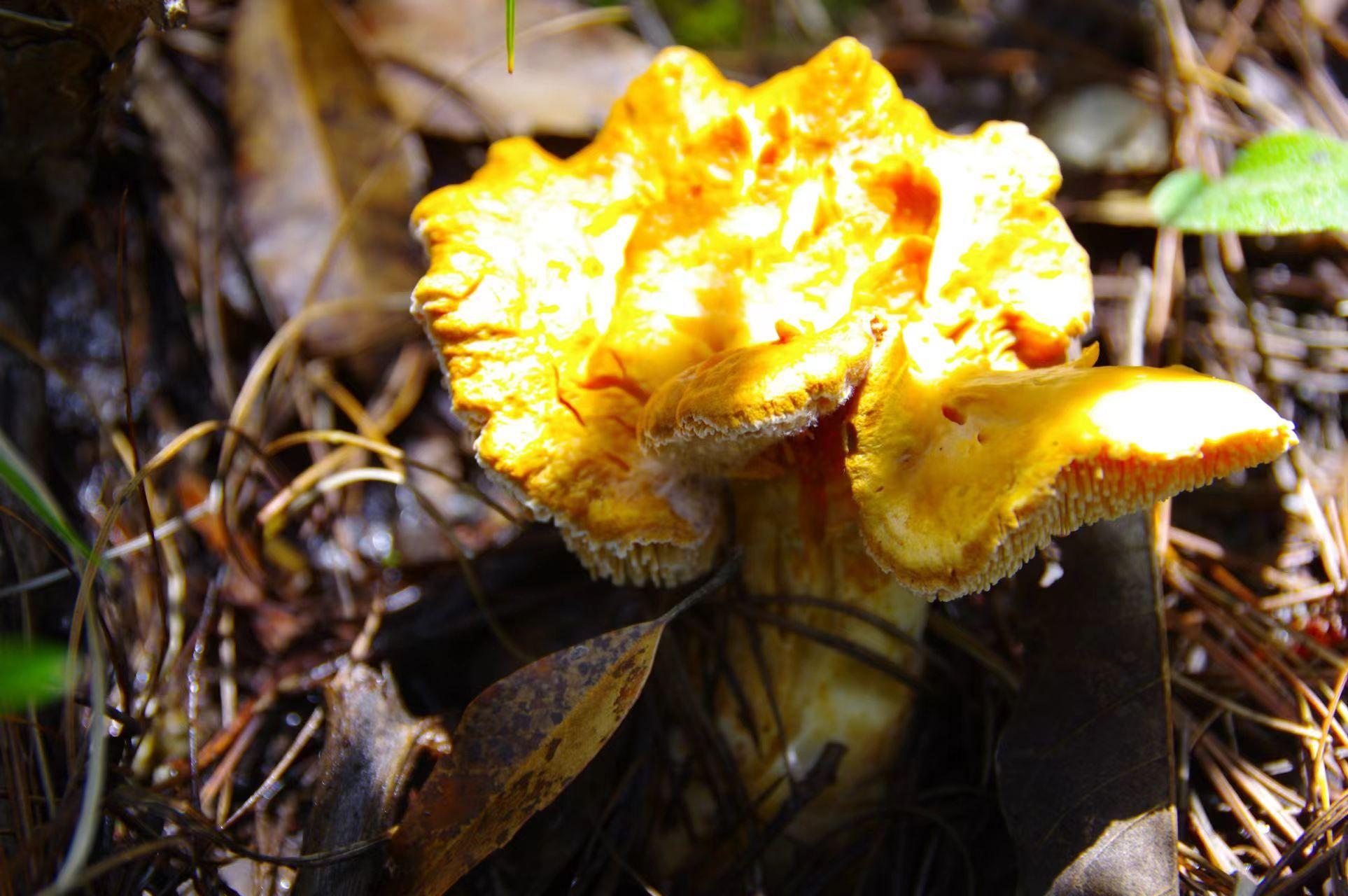 山野藏珍馐——美味齿菌 - 知乎