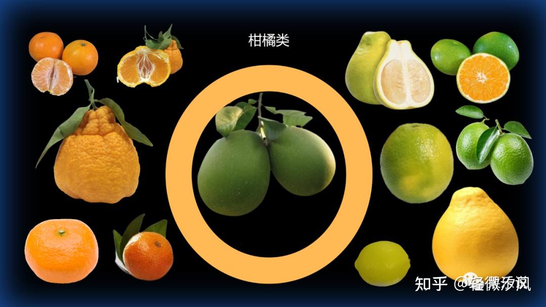 水果基础知识(一):分类 - 知乎