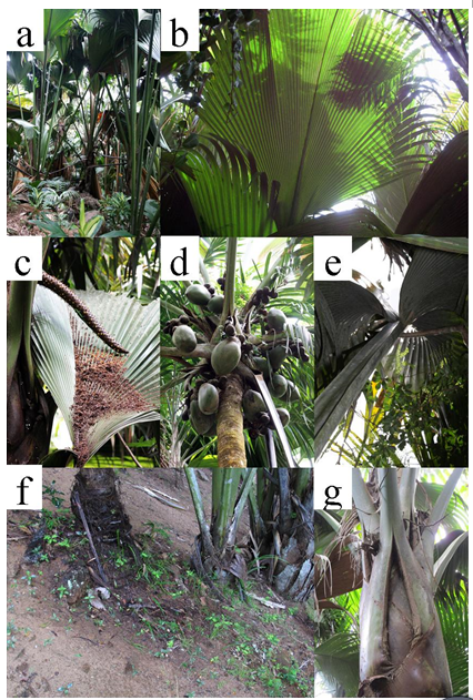 种子之王海椰子丨凡此种种