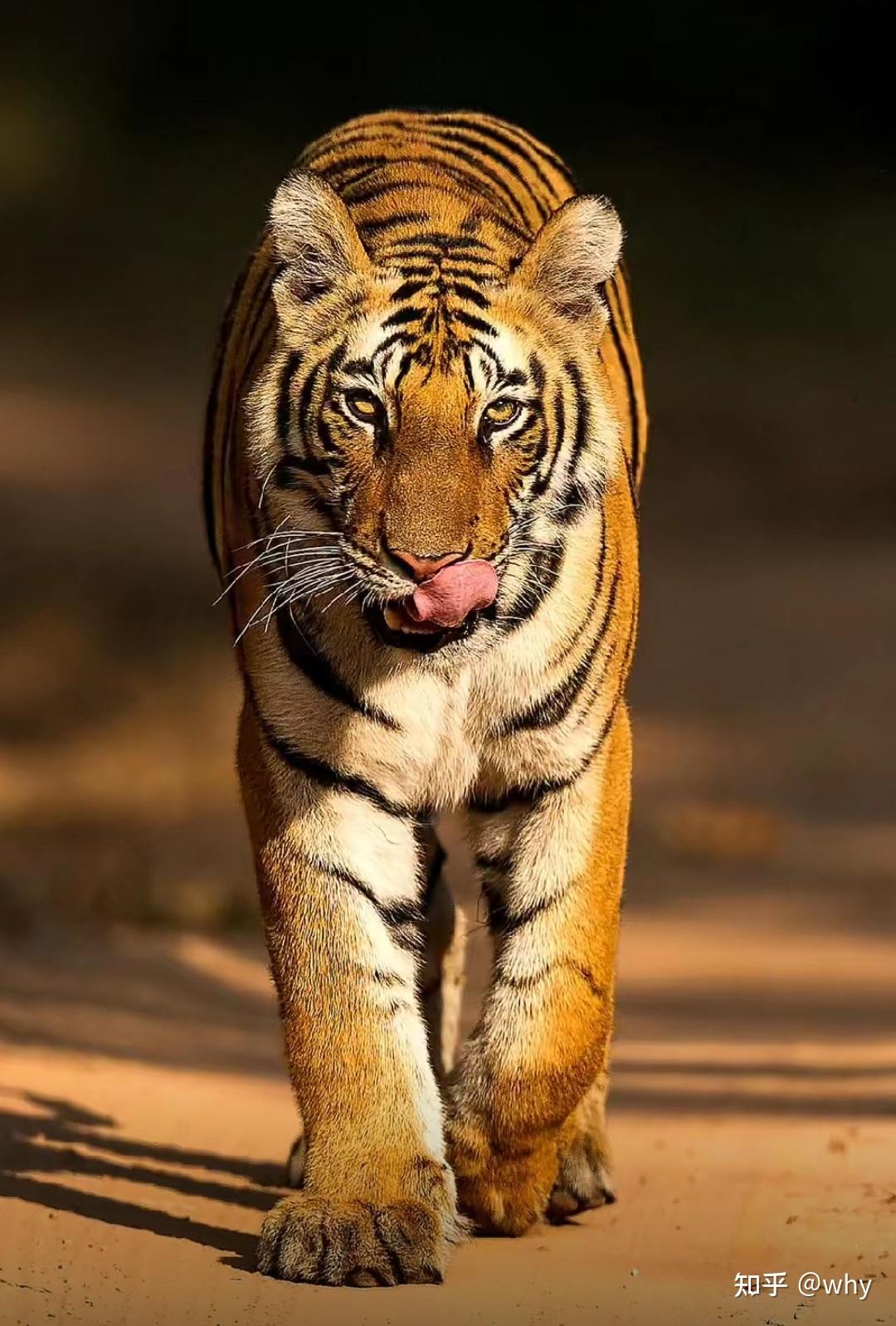 1992年索罗斯狙击英镑是怎么成功的？ - 知乎