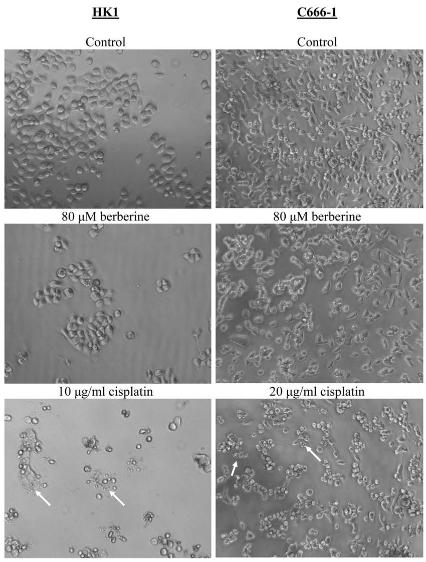 【心得】293T 细胞的培养心得 - 知乎