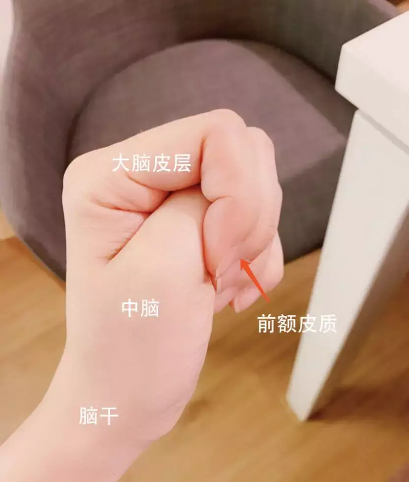 在正面管教的体系中,我们把情绪失控叫做"大脑盖子打开了",它就像一个