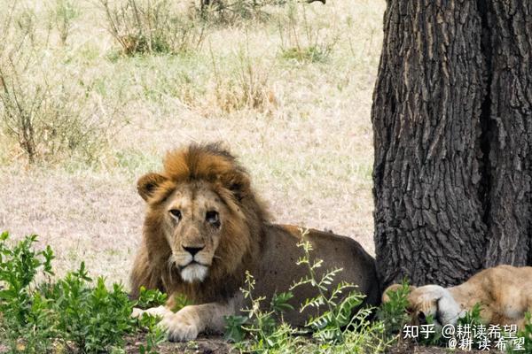 狮王恩格拉拉里克和虎王查吉尔打一架