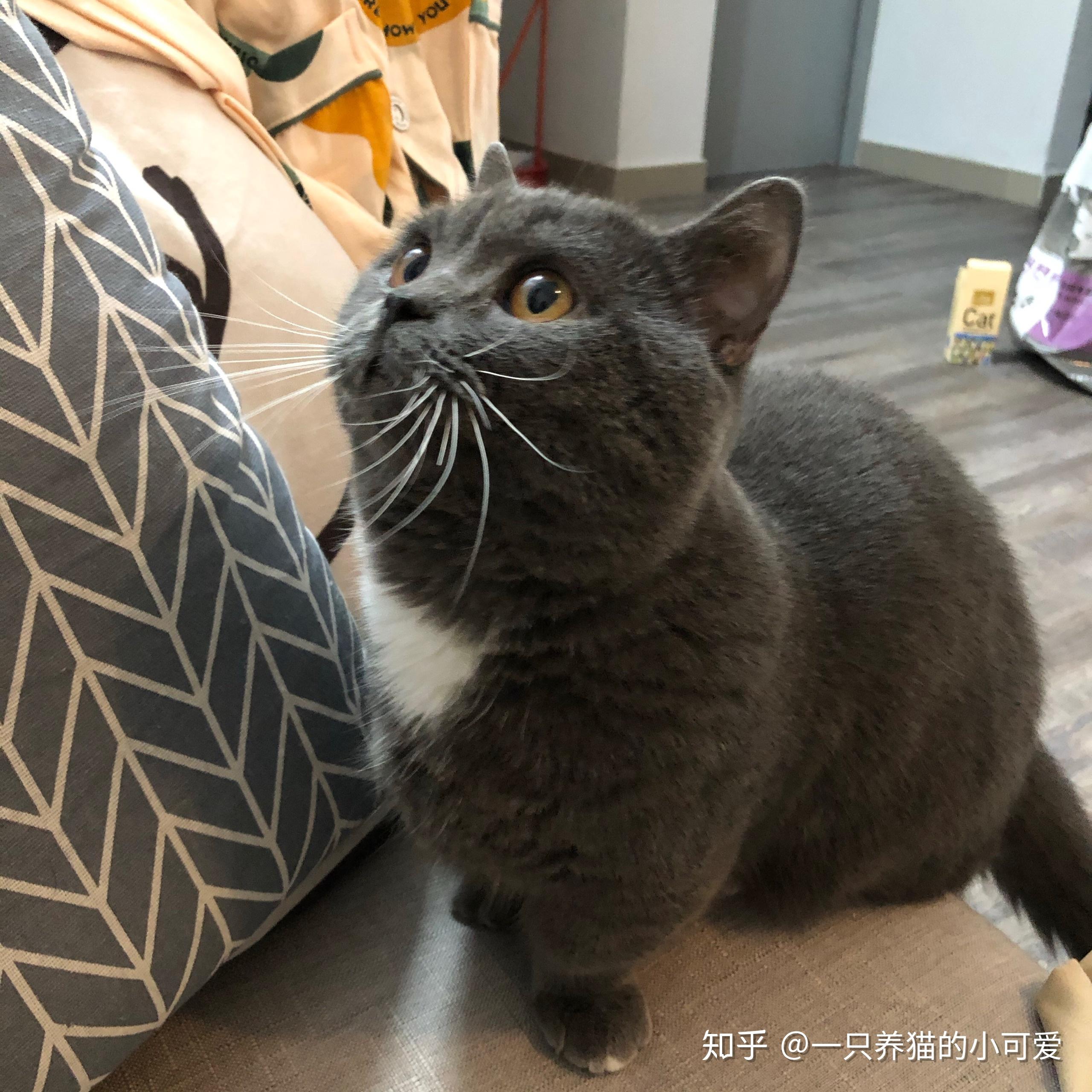 关于英短母猫的发腮问题