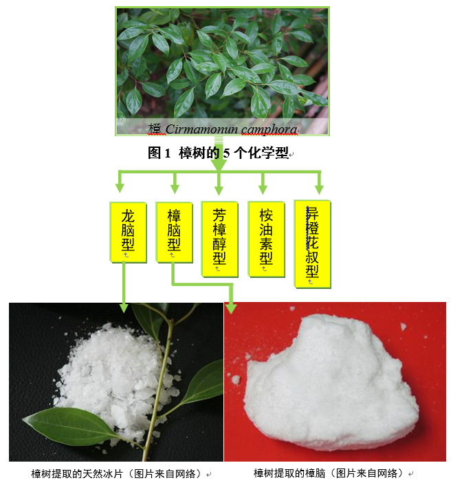 再说冰片:冰片与樟脑的渊源