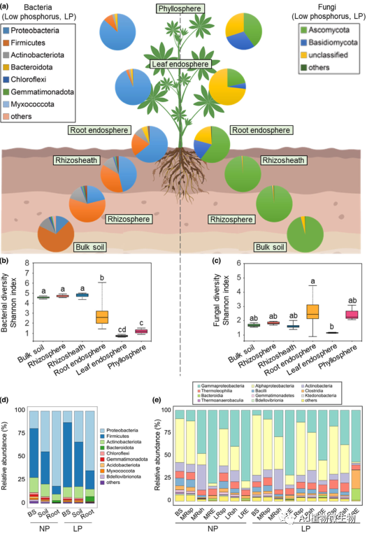 new phytologist | 福建农林大学研究揭示土传细菌促进白羽扇豆排根