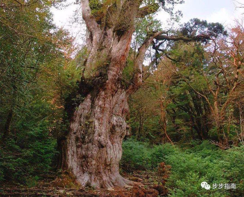 鹿儿岛县 · 绳文杉