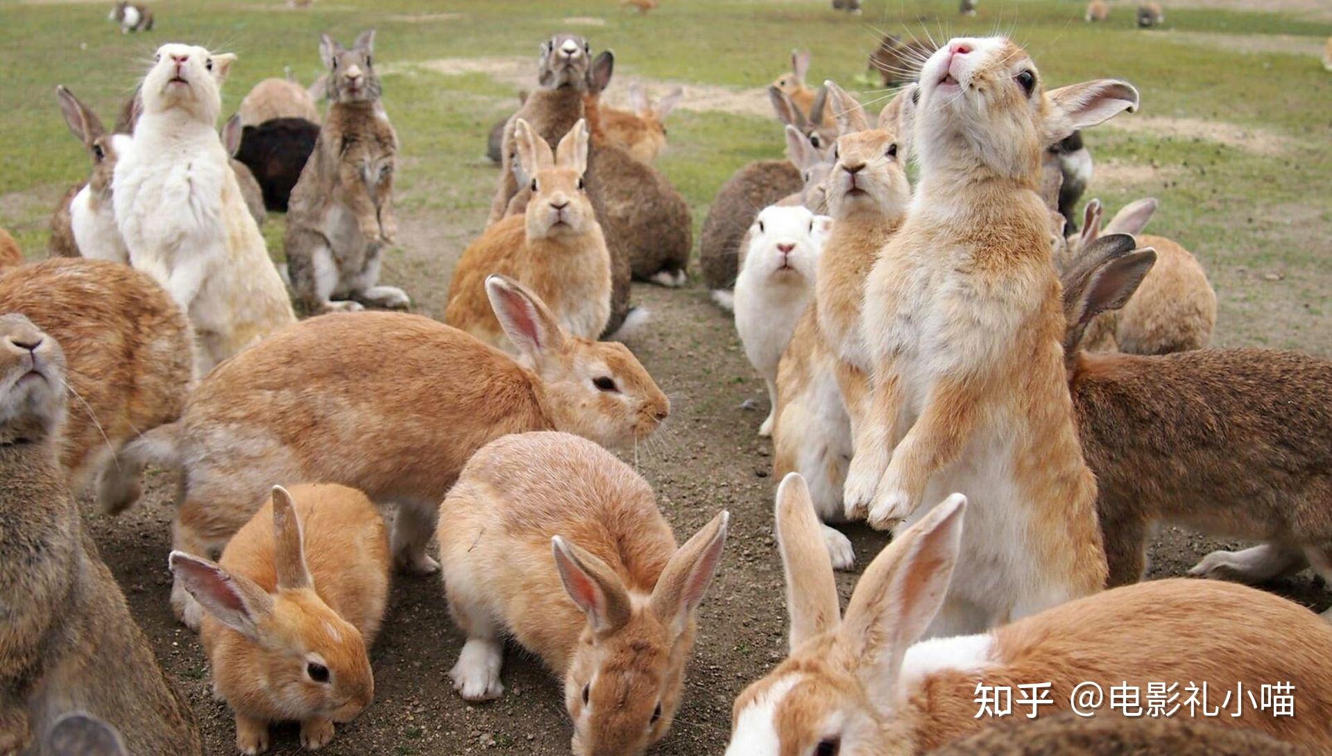 澳大利亚兔子泛滥成灾，破坏草场，100亿只兔子真的灭不完|兽类|生物|澳大利亚_新浪新闻