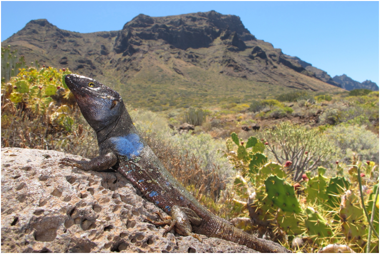 大加纳利蜥:我可以!
