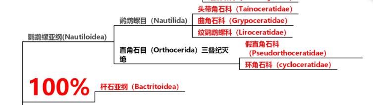 菊石,箭石,蛸类的祖先杆石亚纲在二叠纪末消失,直角石目则一直生活到