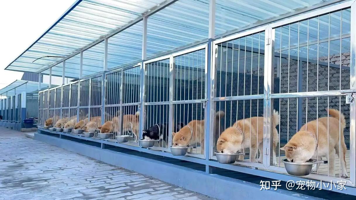 做犬舍需要什么条件？