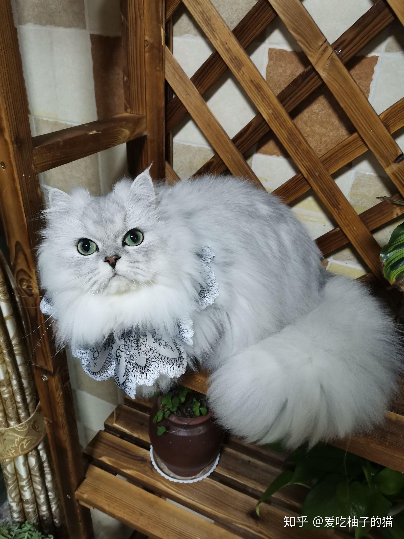 养金吉拉是怎样的体验