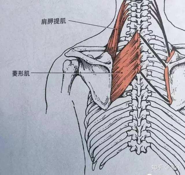 菱形肌的功能,来自百度为什么会怀疑是菱形肌的问题?