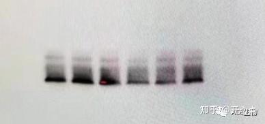 干货分享 | WB实验操作过程中你遇到了哪些难题呢? - 知乎