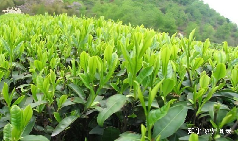 茶文化之茶树的组成 - 知乎