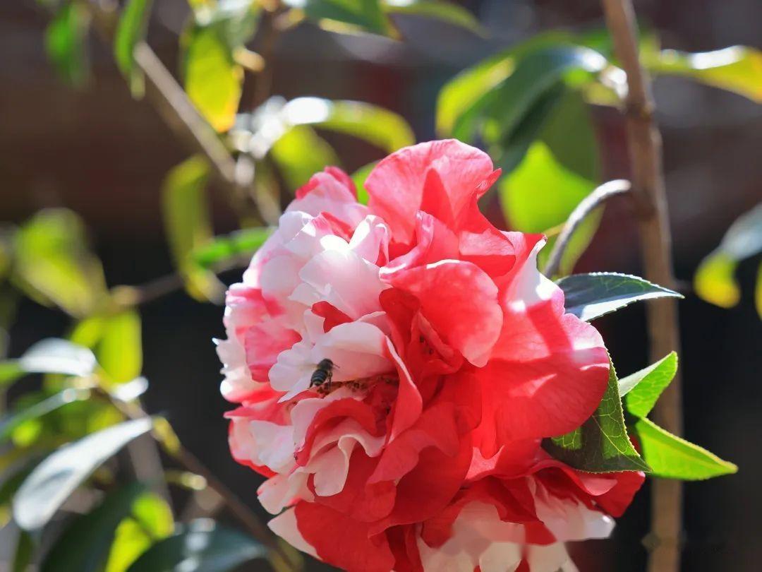 洱海公园茶花盛开风景无限好附美图