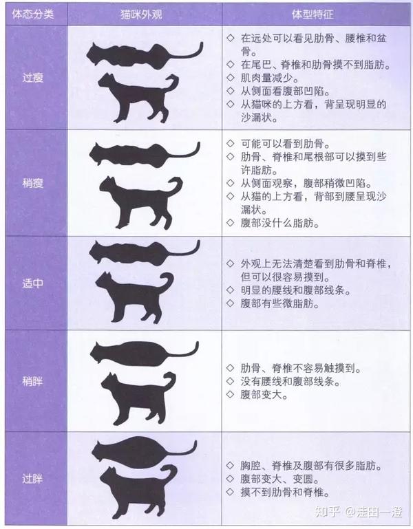 猫奴修养基础 疾病意外 知乎